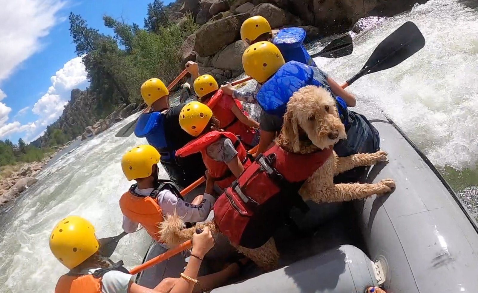 Dog friendly rafting with Monumental Expeditions